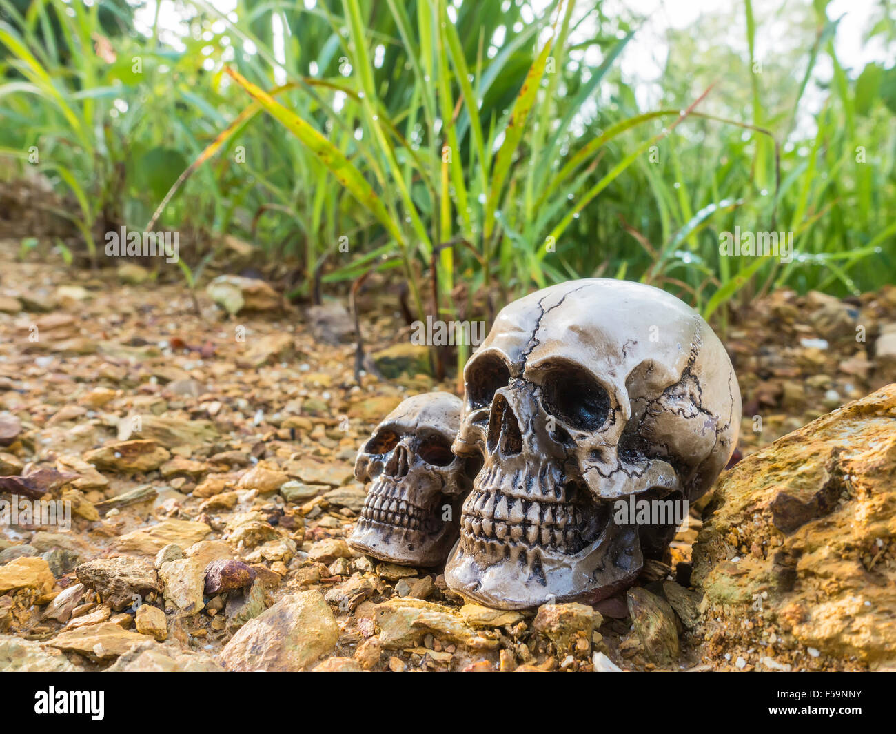 Cranio o scheletro di fotografia umana Foto Stock