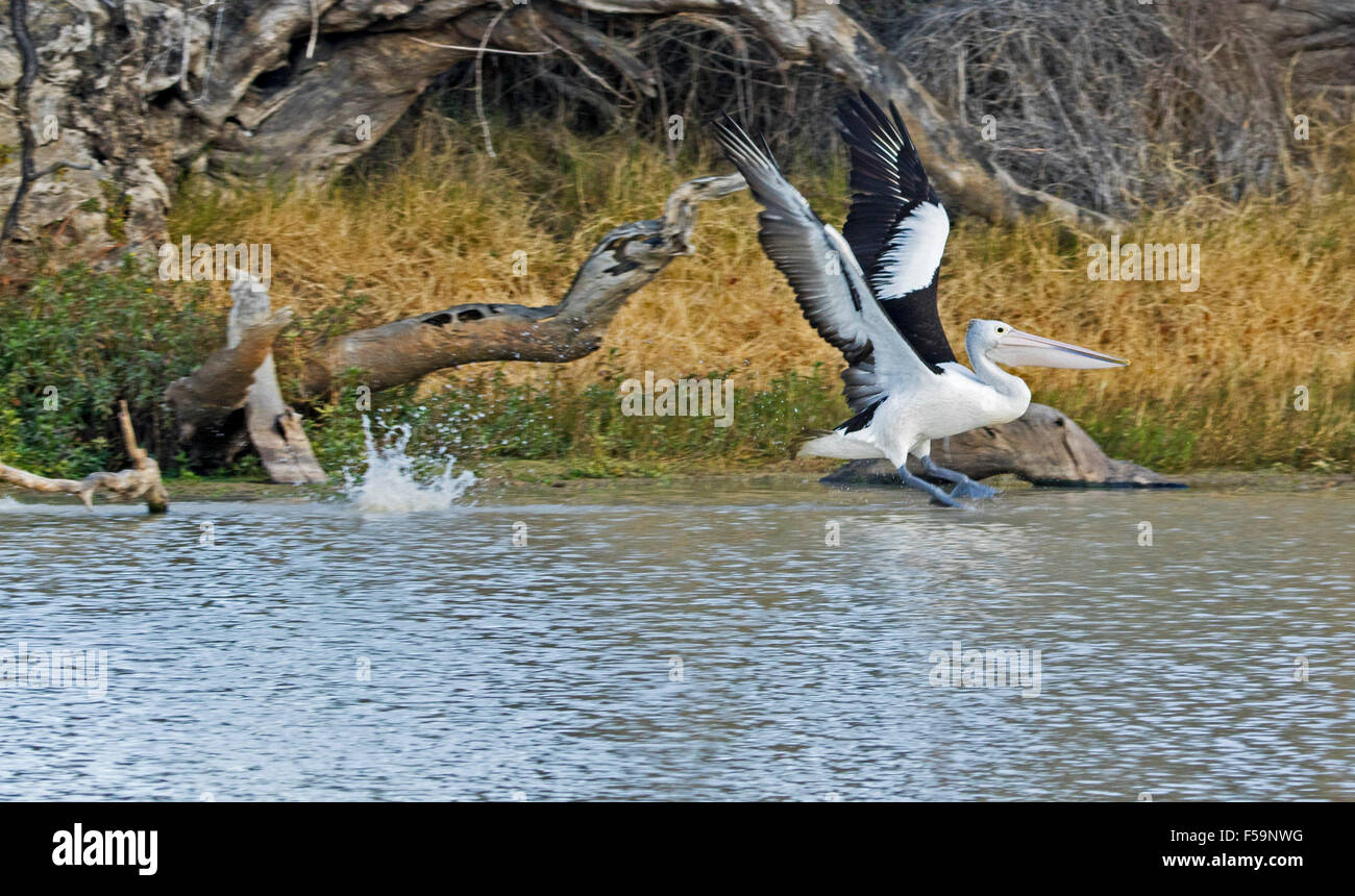 Pelican, con ali esteso, atterraggio con splash su acque calme di Cooper Creek, Coongie Lakes National Park, outback Australia Foto Stock