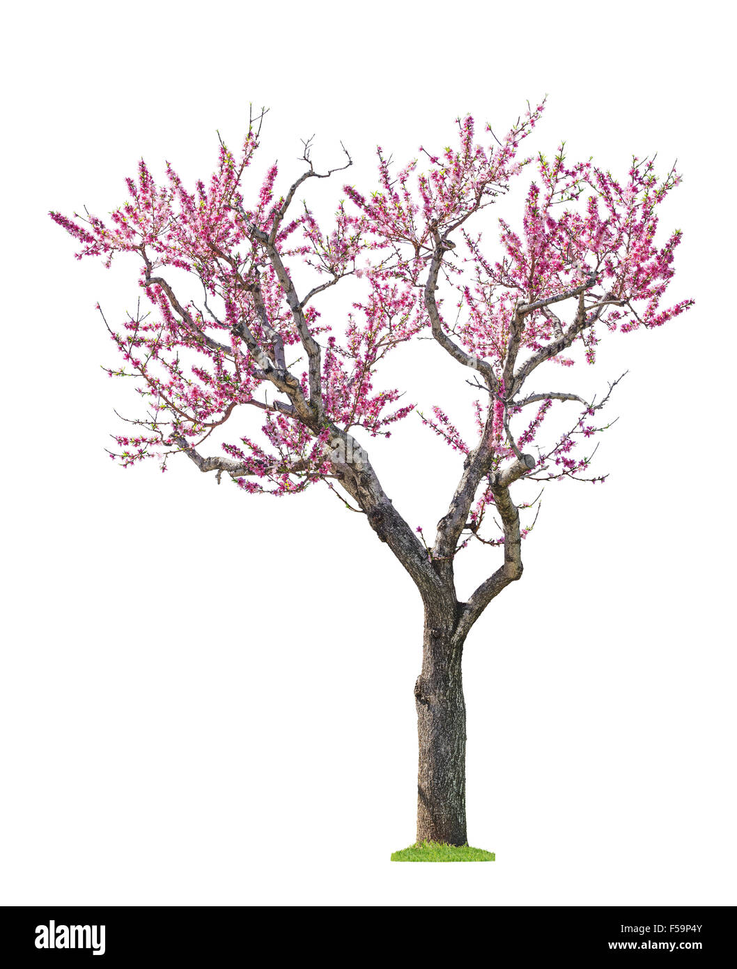 Fioritura rosa sakura albero isolato su sfondo bianco Foto Stock