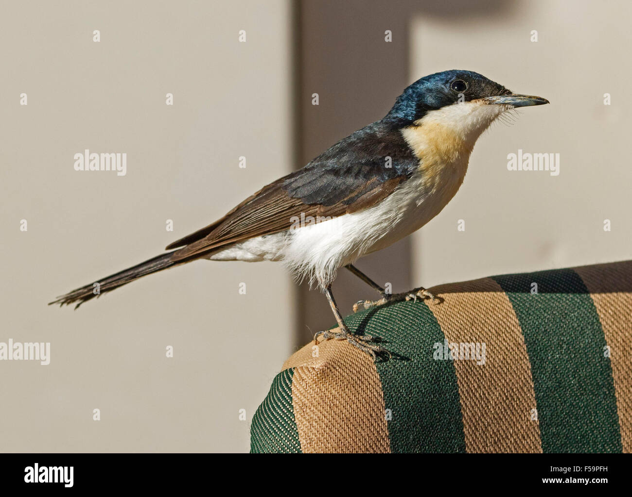 Inquieto flycatcher, Myiagra inquieta, Black & White Bird con piumaggio lucente sul camper's chair in outback Australia Foto Stock