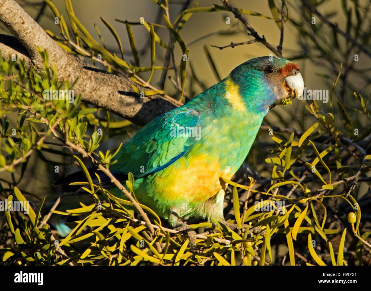 Spettacolare e colorato anello mallee colli, Parrot Barnadius zonarius, nella macchia nativa mangiare vischio berry in Flinders Ranges inoutback Australia Foto Stock