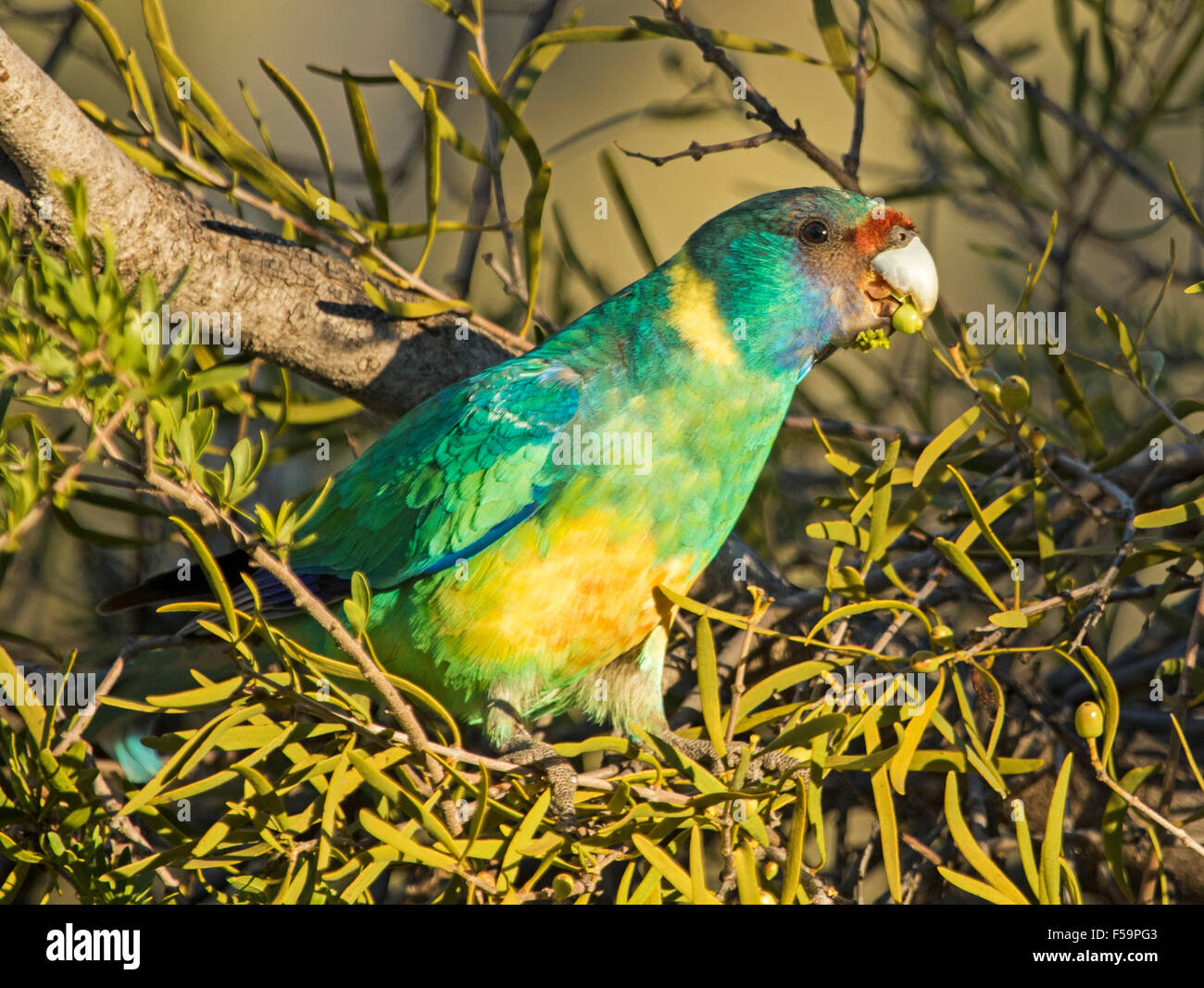 Spettacolare e colorato anello mallee colli, Parrot Barnadius zonarius, nella macchia nativa mangiare vischio berry in Flinders Ranges in outback Australia Foto Stock