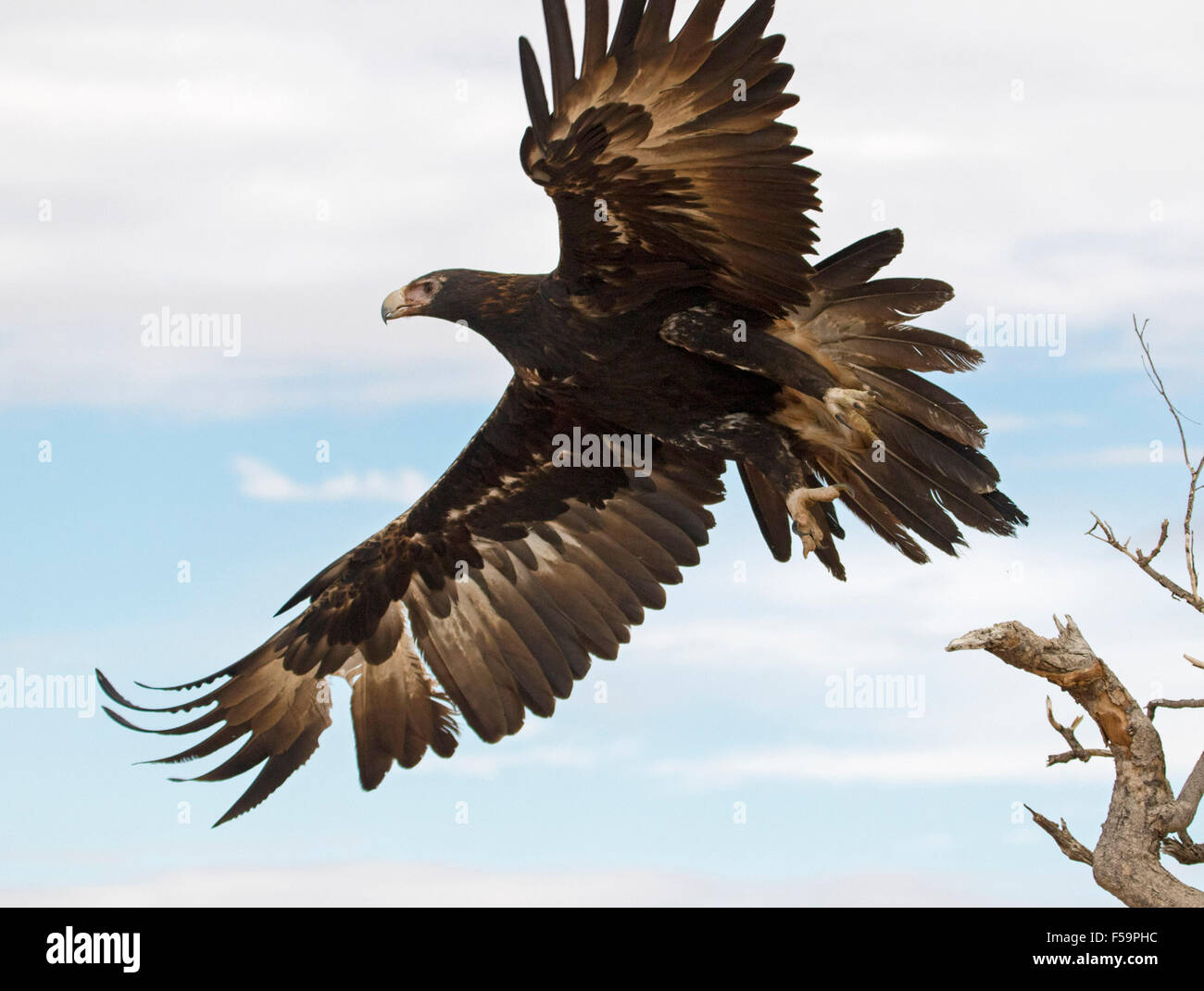 Splendida vista della maestosa cuneo-tailed eagle, Aquila audax, in volo, enormi ali estesa contro il cielo blu in outback Australia Foto Stock