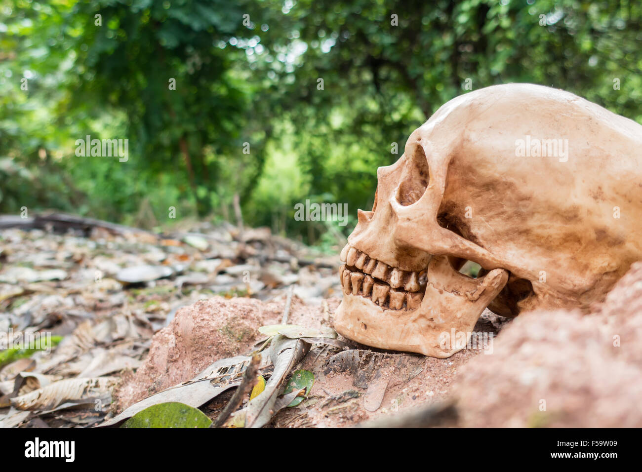 Cranio o lo scheletro di umana Foto Stock