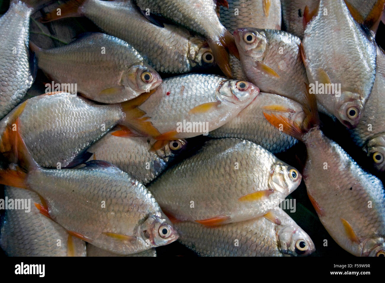 Pesce fresco pescato nelle vicinanze del fiume Mekong sono in vendita in un mercato alimentare in Kampong Cham, Cambogia. Foto Stock