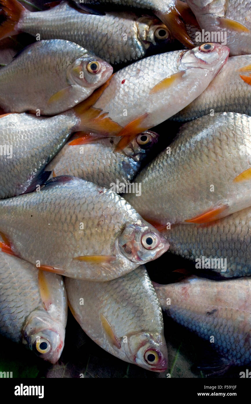 Pesce fresco pescato nelle vicinanze del fiume Mekong sono in vendita in un mercato alimentare in Kampong Cham, Cambogia. Foto Stock