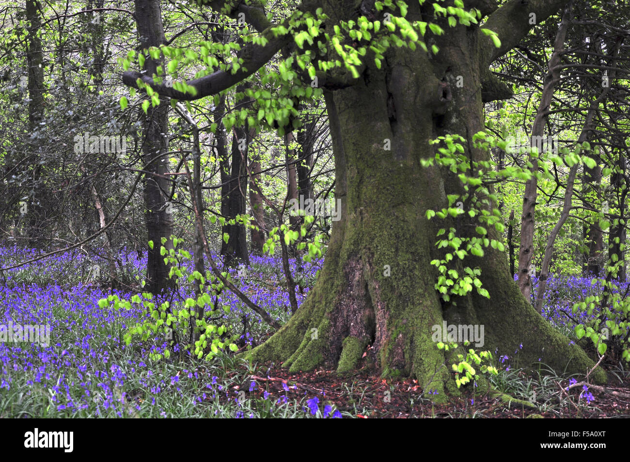 Bluebells in legno Delcombe, Dorset Foto Stock