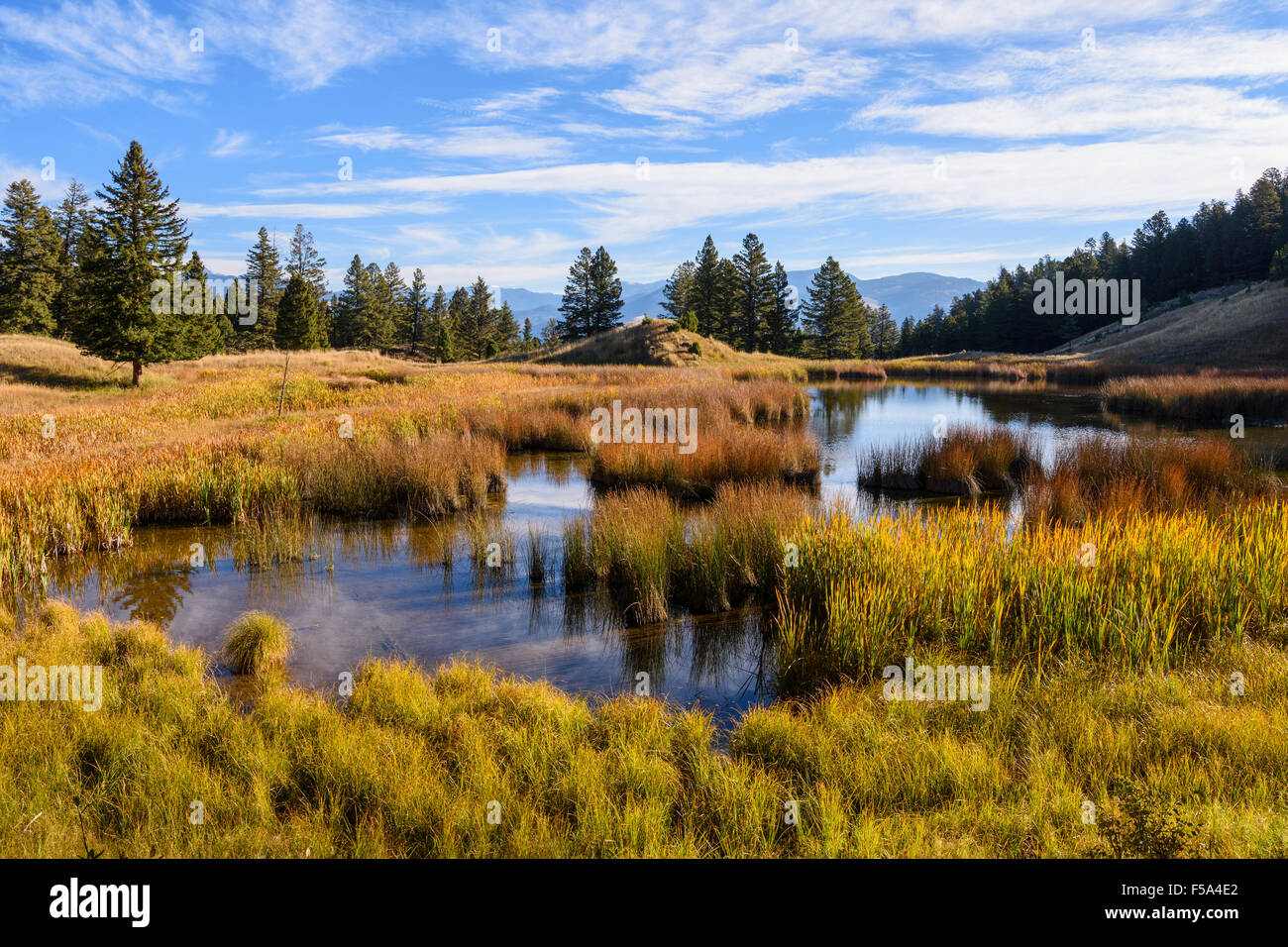 Beaver stagni, nei pressi di Mammoth Hot Springs, il Parco Nazionale di Yellowstone, Wyoming USA Foto Stock