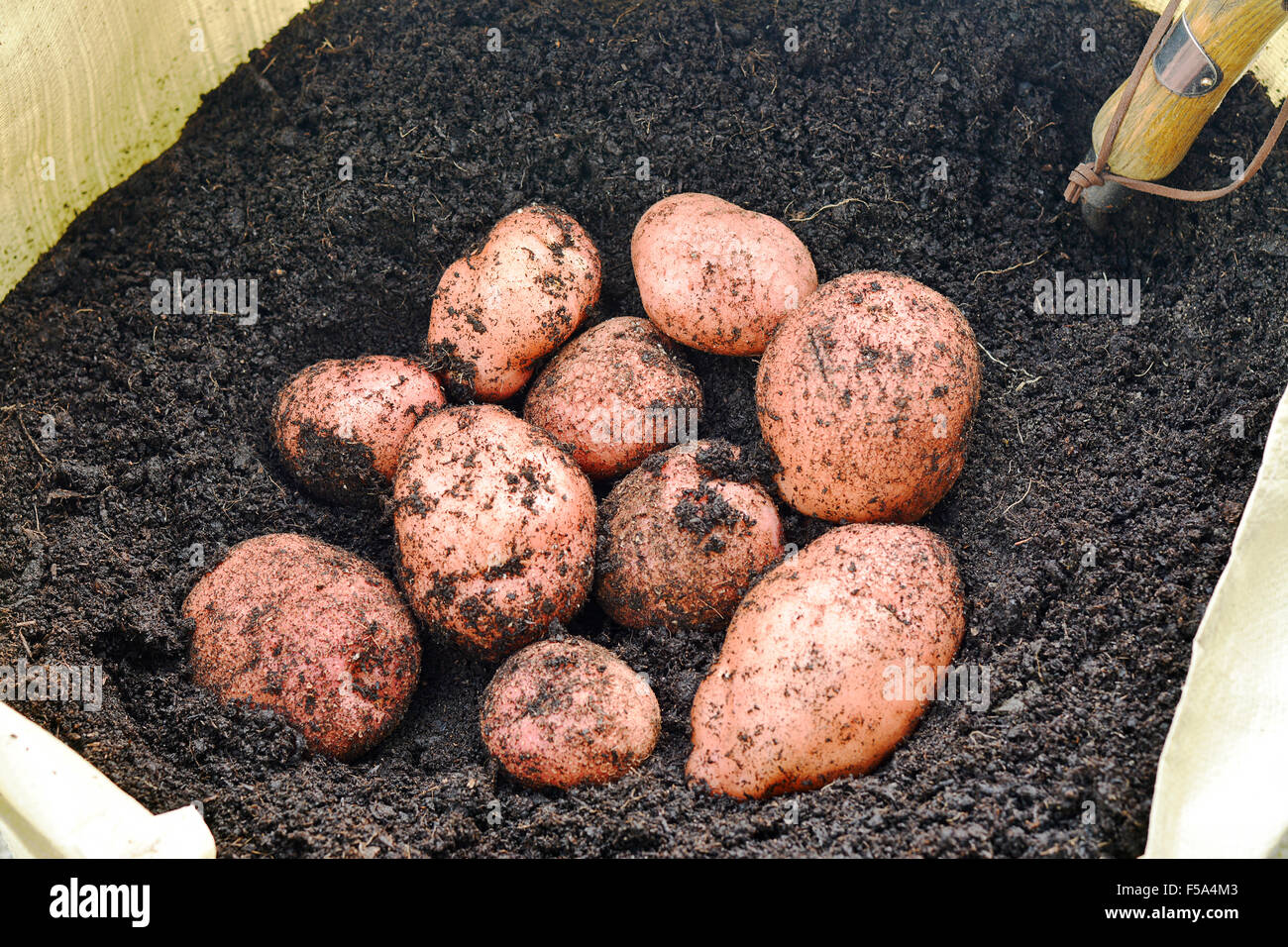 Appena sollevato organici di patate coltivate in un giardino da un sacchetto di crescere in scuro ricco suolo, unwashed scelto focus, esigua profondità di fi Foto Stock