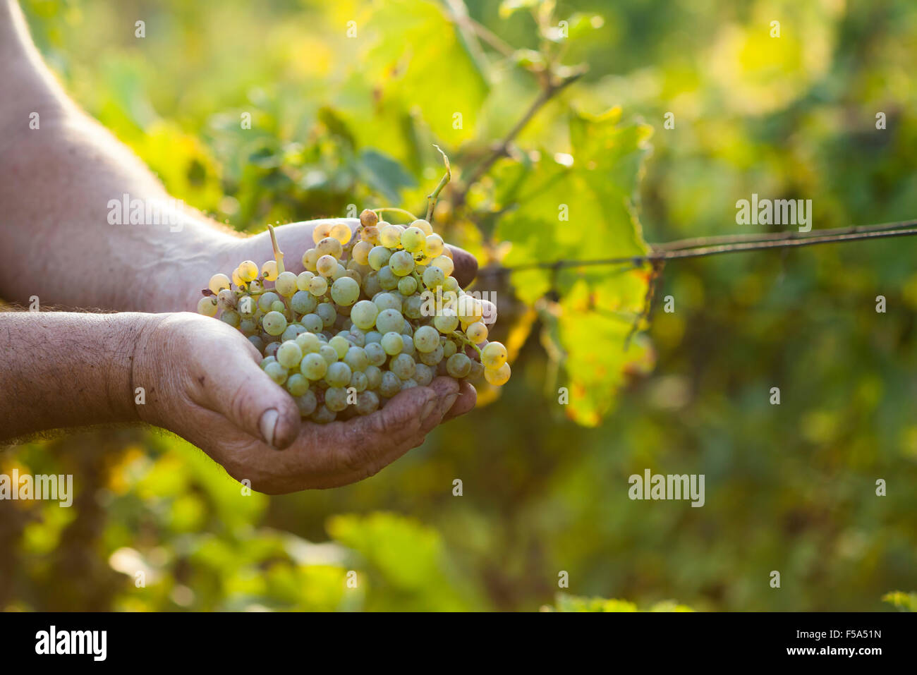 Harvest.Gli agricoltori mani di fresco con uve raccolte nel vigneto soleggiato Foto Stock