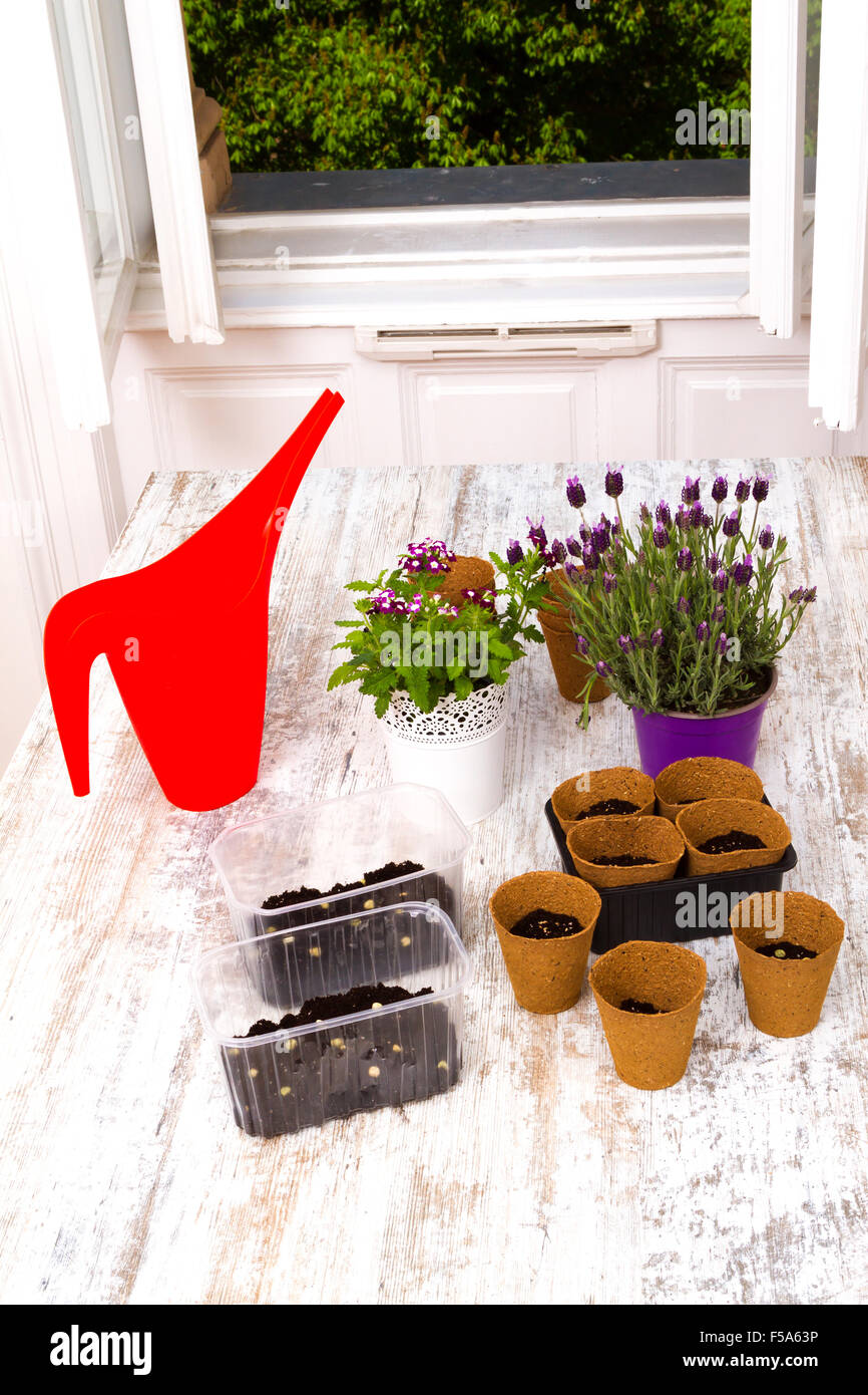 Piantare fiori e verdure a casa Foto Stock