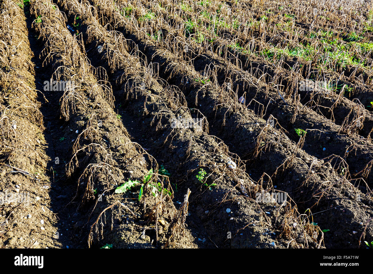 Campo di patate dopo il raccolto Foto Stock