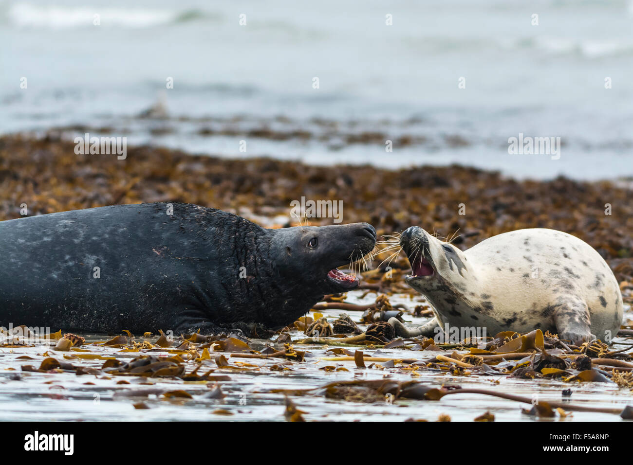 Le foche grigie (Halichoerus grypus), femmina interagenti con bull, Isola di Helgoland, Schleswig-Holstein, Germania Foto Stock