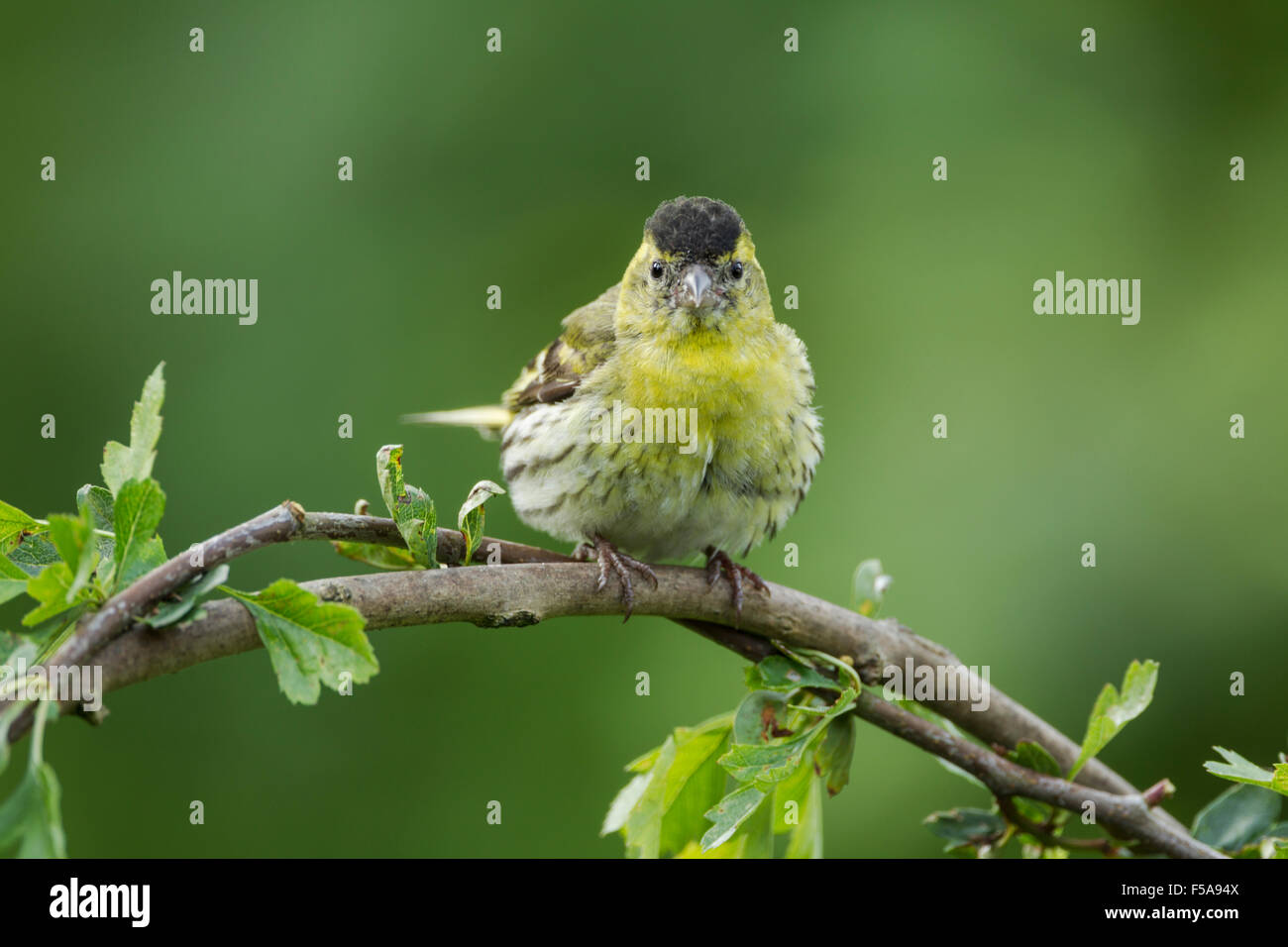 Eurasian maschio lucherino, nome latino Carduelis spinus appollaiato su un ramoscello verdeggiante. Noto anche come bBlack capo-cardellino, orzo bird Foto Stock