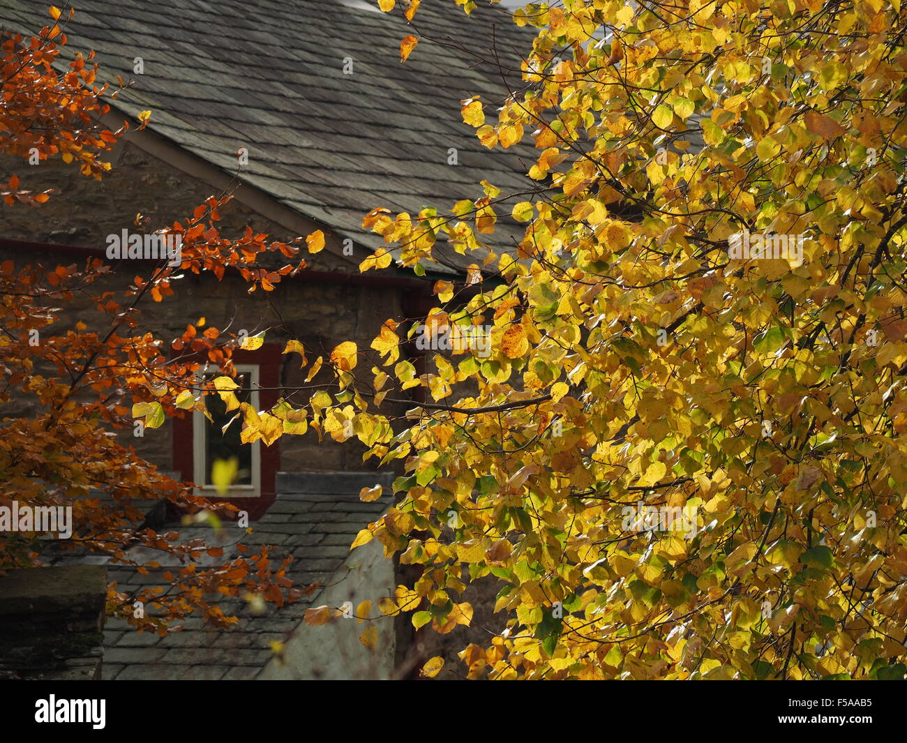 Oro giallo e verde tracery di foglie di autunno e ramoscelli dolcemente in contrasto con il disco di linee e superfici del tetto grigio ardesia Foto Stock