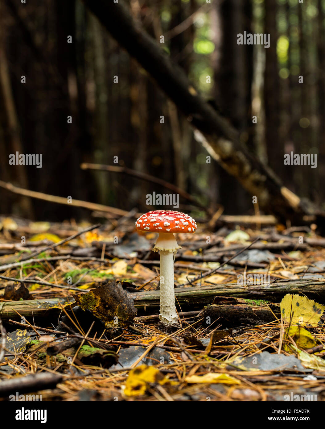 Amaníta muscária, un fungo velenoso, cresce nella foresta. Foto Stock
