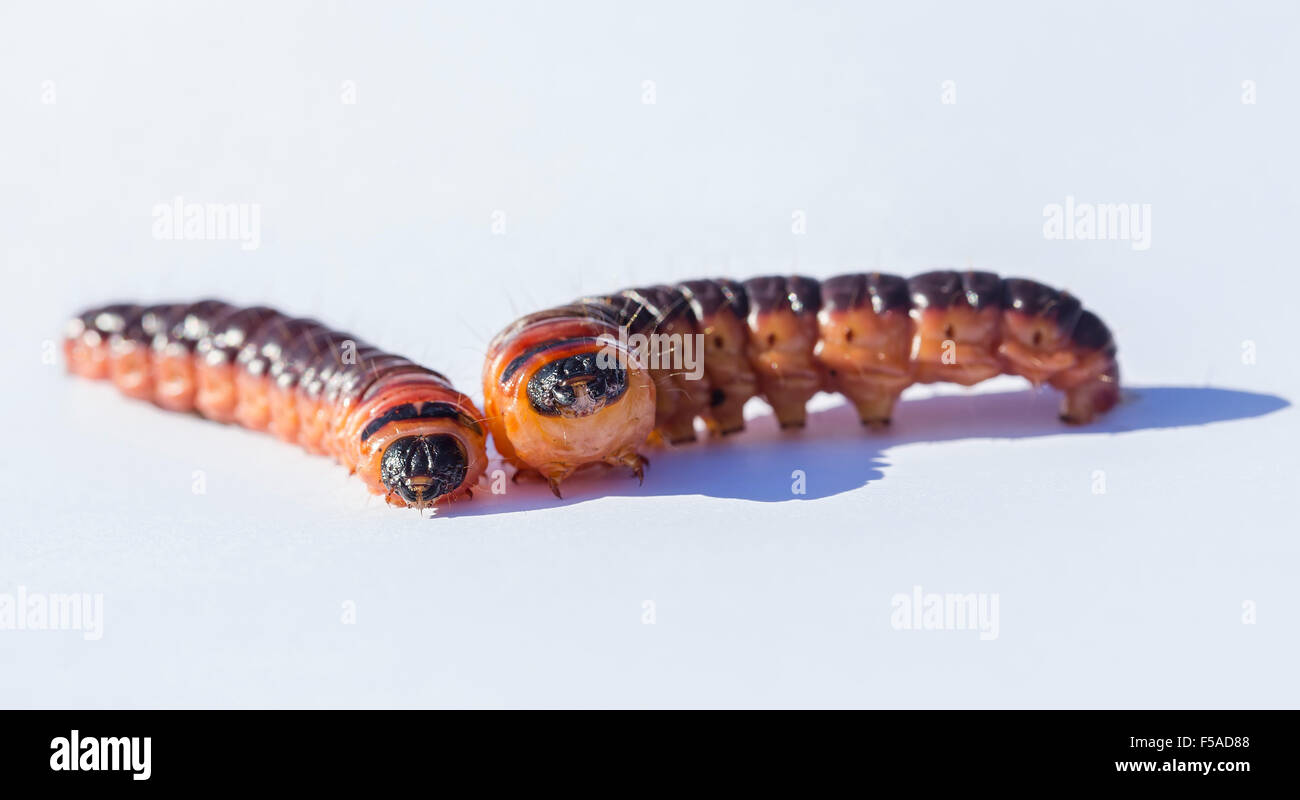 Cossus cossus, noto come la falena di capra. Foto Stock