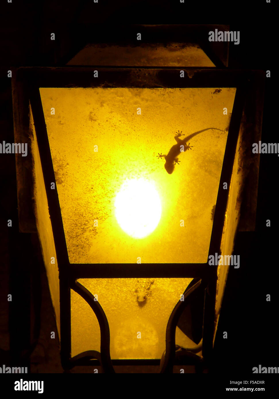 lampada e gecko Foto Stock