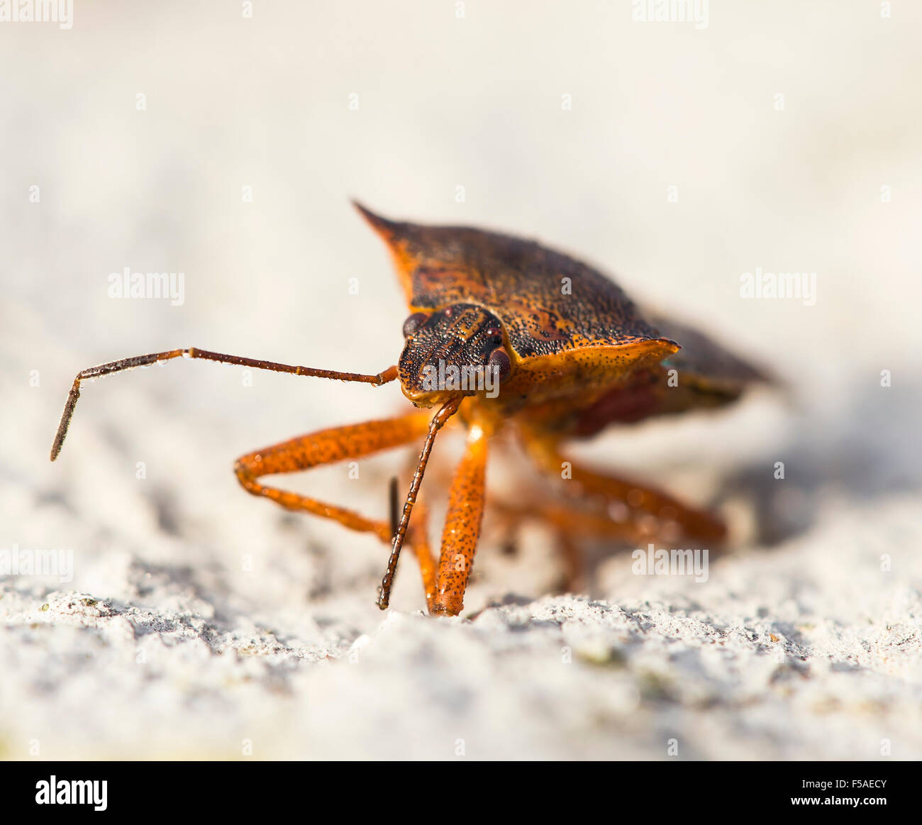 Pentatoma rufipes sapere come il fetore bug. Foto Stock