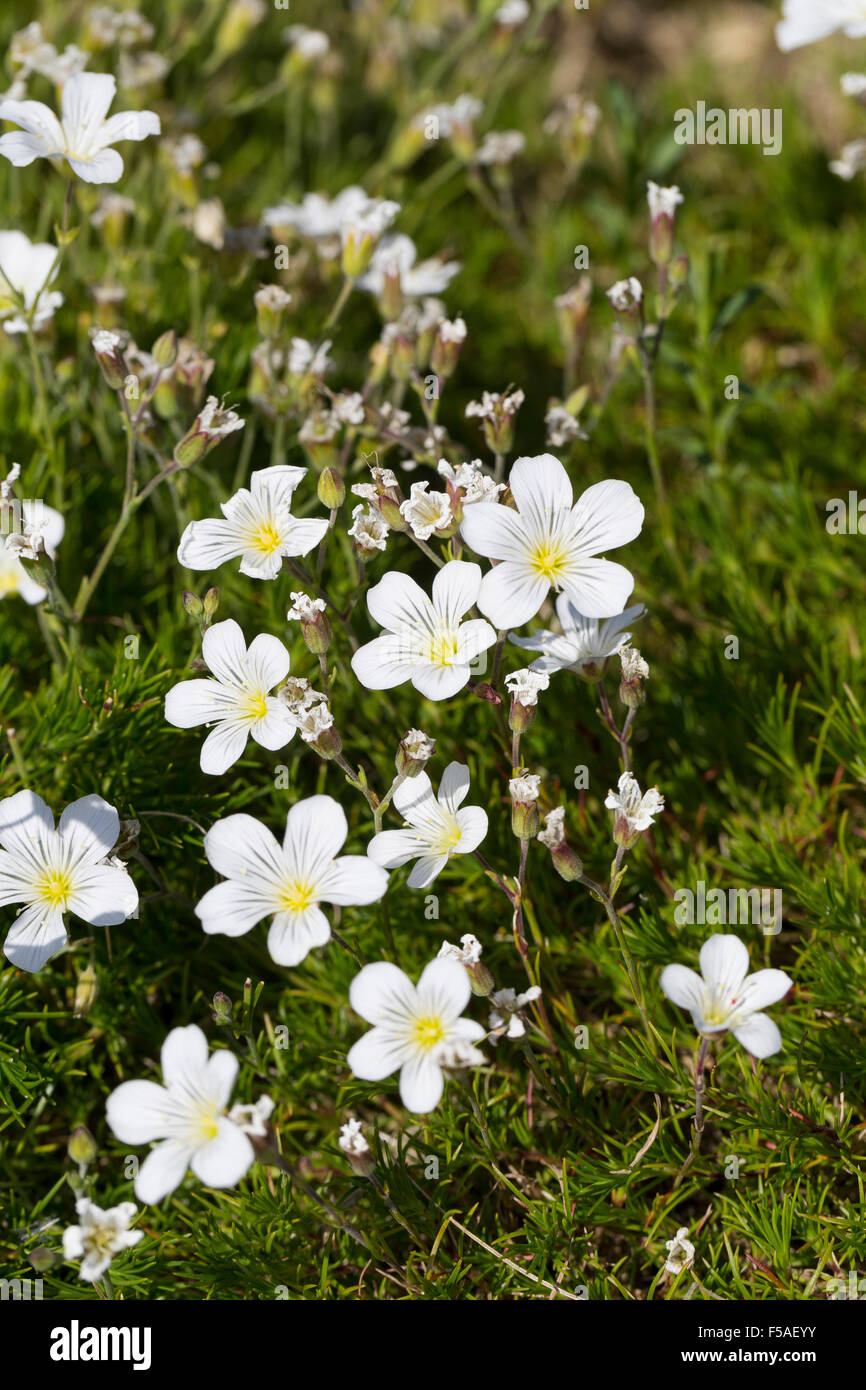 Larice Sandwort foglia, Lärchennadel-Miere, Lärchenblättrige Miere, Nadelblättrige Miere, Hainkraut, Minuartia laricifolia Foto Stock