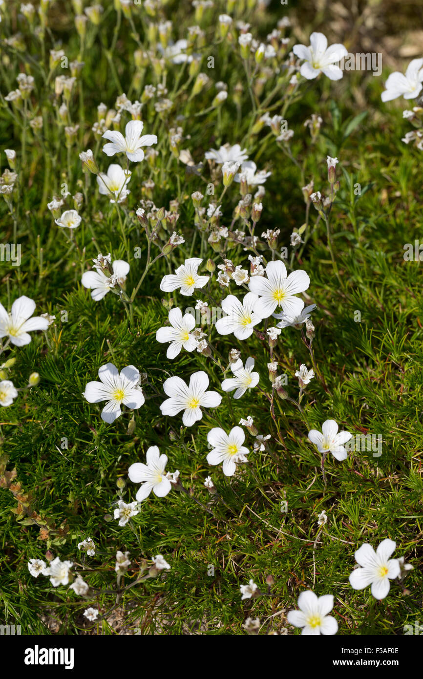 Larice Sandwort foglia, Lärchennadel-Miere, Lärchenblättrige Miere, Nadelblättrige Miere, Hainkraut, Minuartia laricifolia Foto Stock