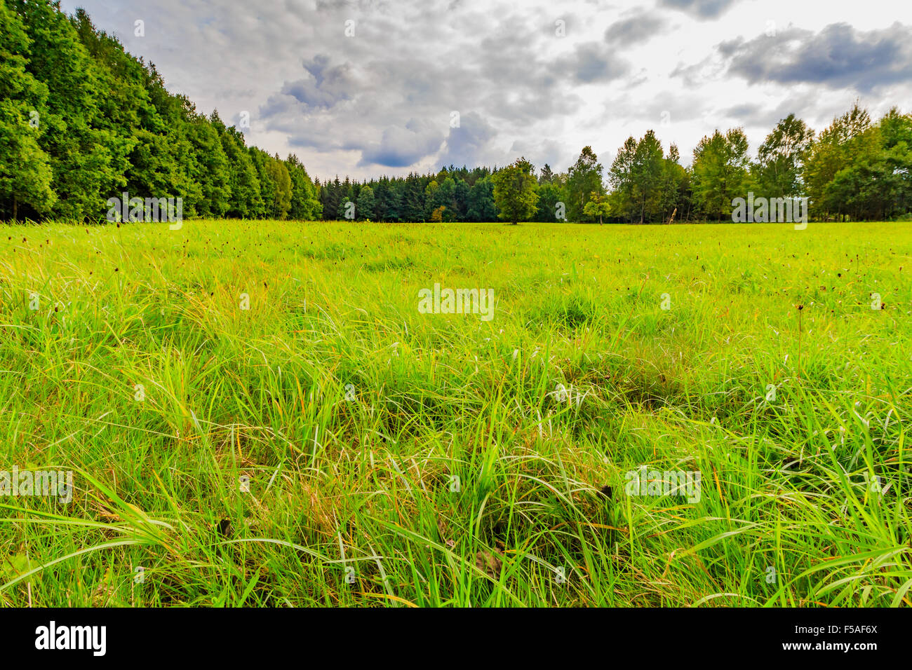 La foresta vergine all'inizio dell'autunno, Ceske Svycarsko Foto Stock