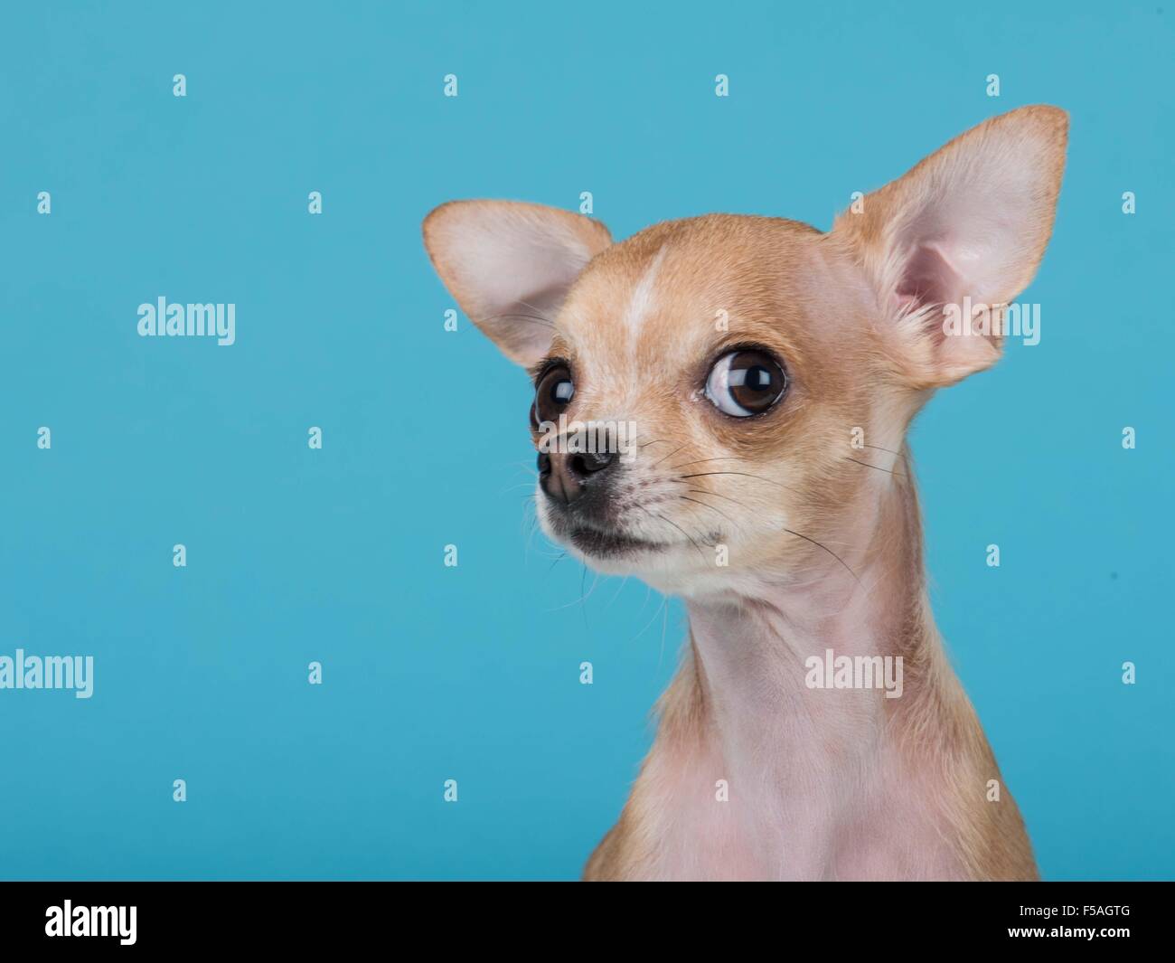Carino chihuahua cane ritratto su uno sfondo blu Foto Stock