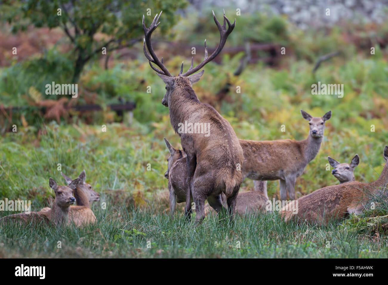 Red Deer feste di addio al celibato o al cervo (Cervus elaphus) coniugata con una delle cerve dal suo harem Foto Stock