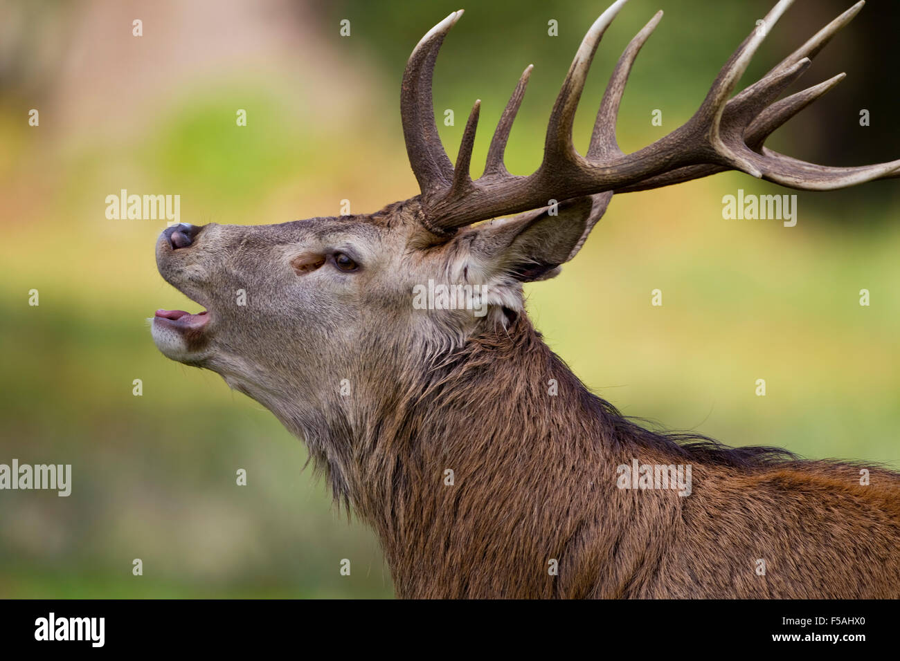 Red Deer cervo (Cervus elaphus) bolving muggito chiamando closeup headshot nel profilo Foto Stock