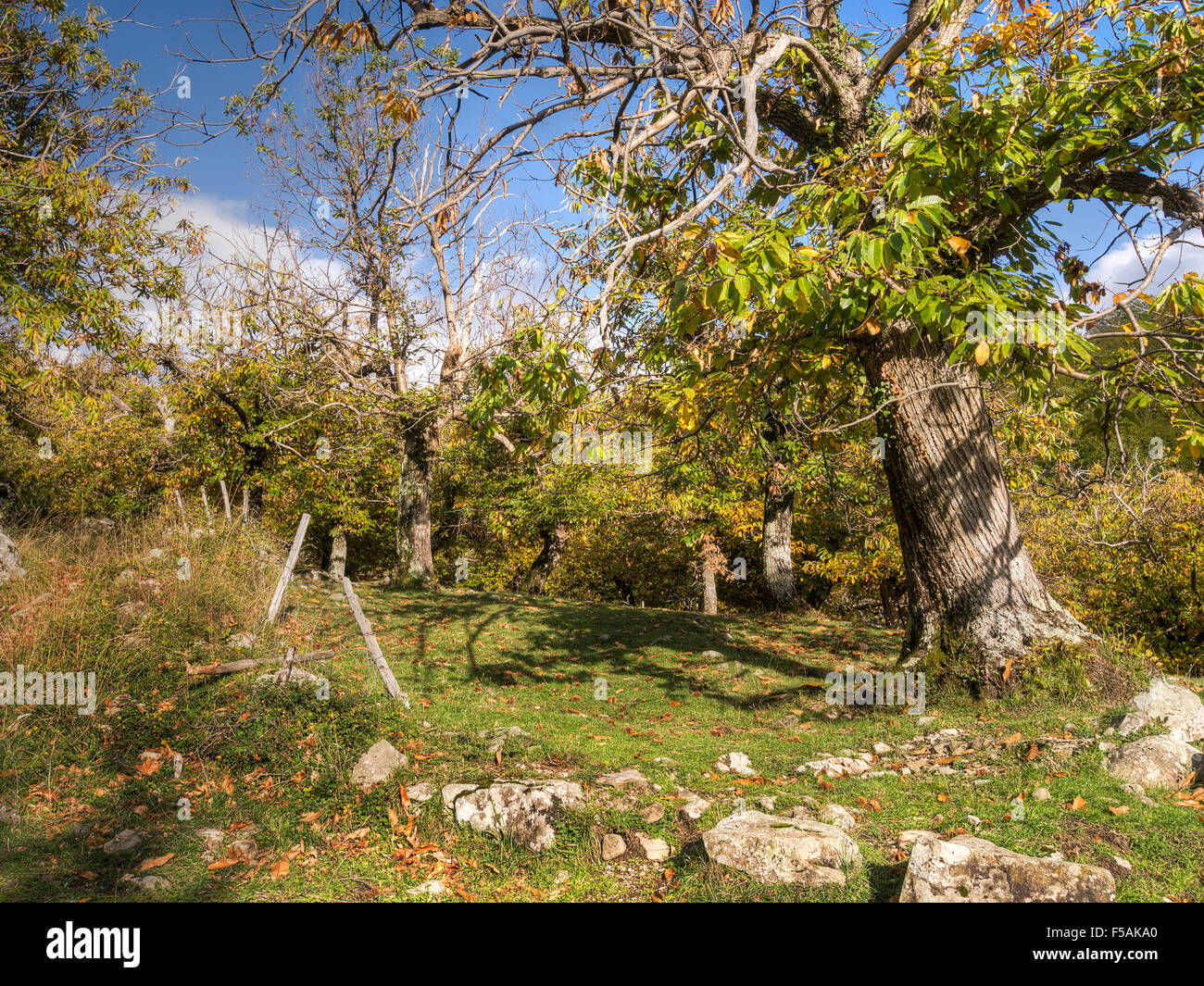 Dolce di castagne sotto gli alberi di coltivazione, Italia. Per la fabbricazione di farina. Vedere la descrizione. Foto Stock