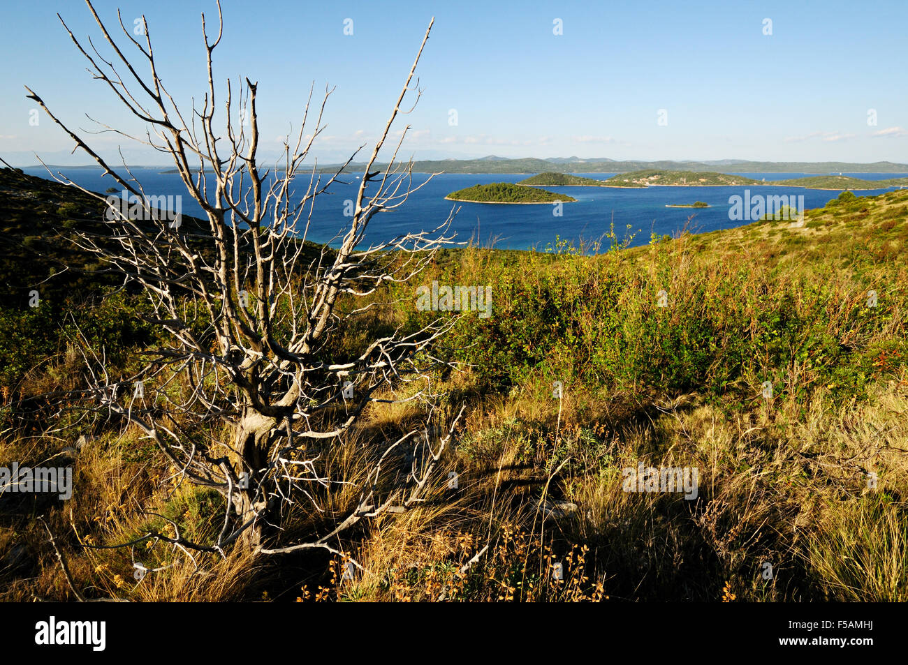 Albero morto su Dugi Otok con alcune piccole isole in background, contea di Zara, Croazia Foto Stock