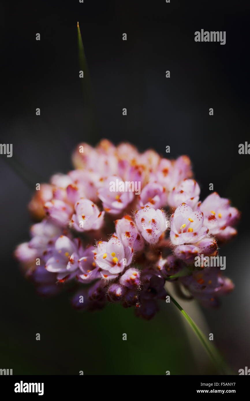 Close up viola chiaro fiore di dilatris pillansii in habitat, Hermanus Foto Stock