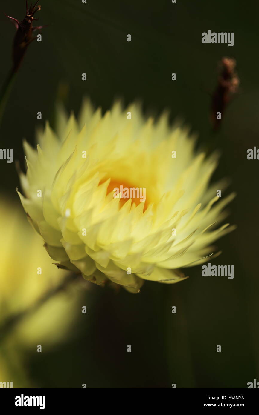 Close up di giallo pallido edmondia sesamoides fiore in habitat, Hermanus Foto Stock