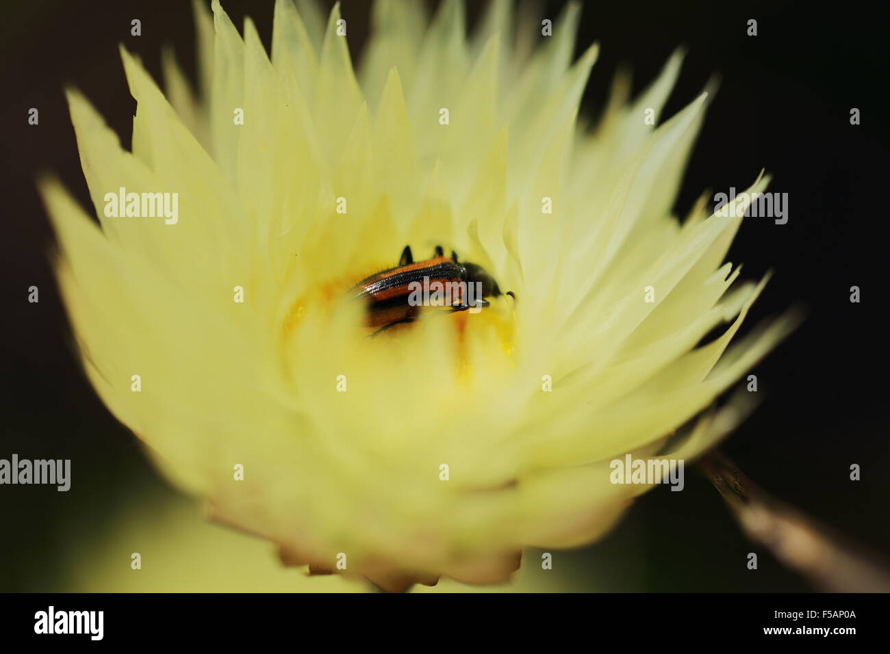 Close up di insetto su un colore giallo pallido sesamoides edmondia fiore in habitat, Hermanus Foto Stock