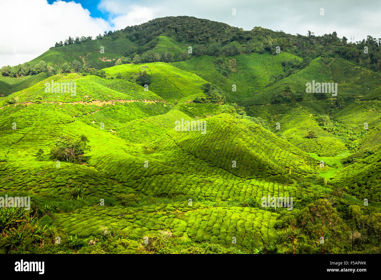 Fattoria di tè a Cameron Highlands Malaysia. Foto Stock