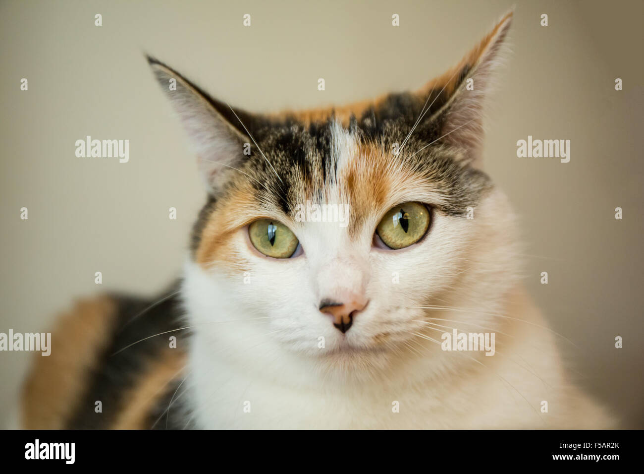 Ritratto di Molly, una gatta calico, sdraiato Foto Stock