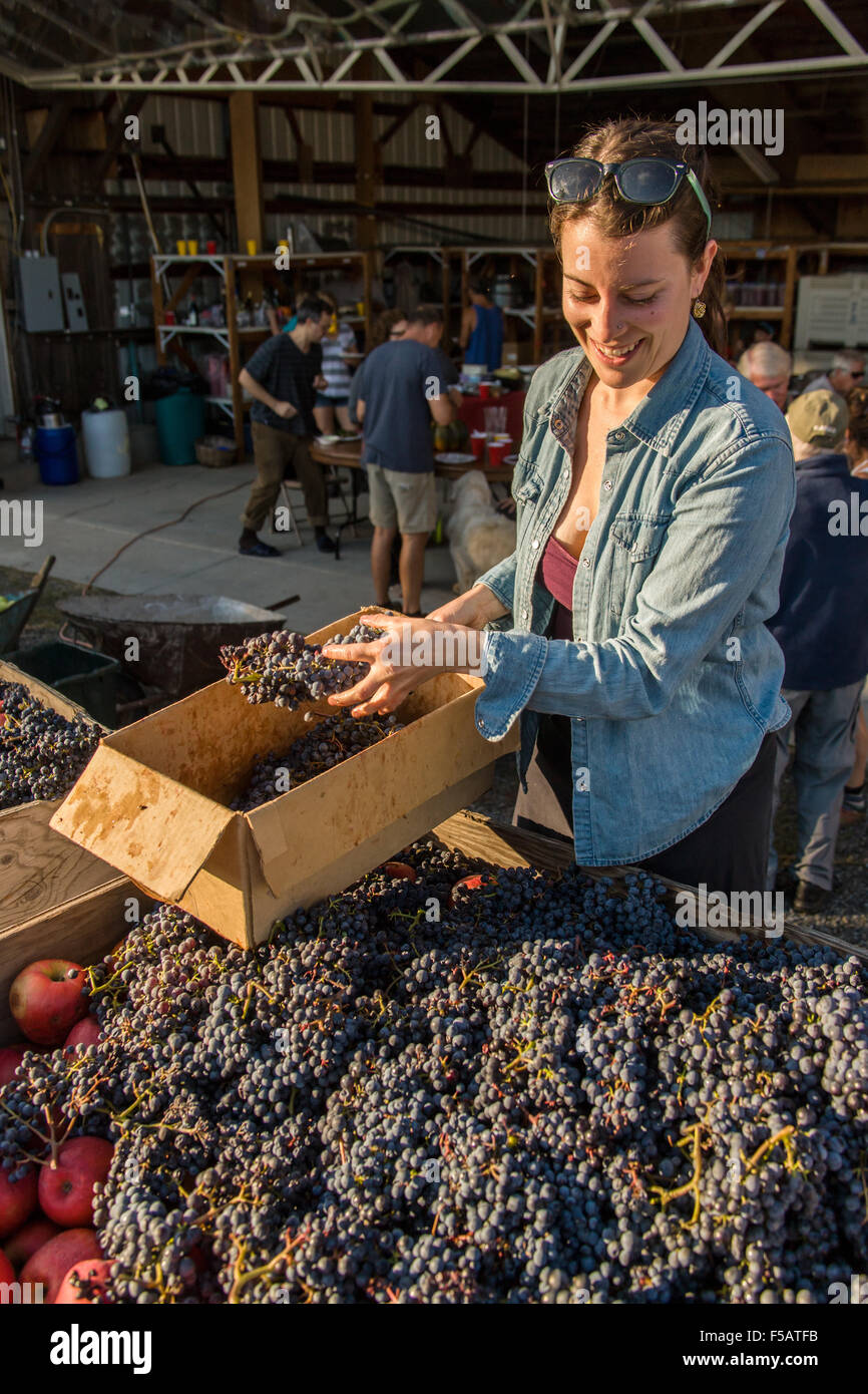 Giovane donna selezione di uve per essere utilizzati nella produzione di sidro in un sidro facendo parte vicino a Hood River, Oregon, Stati Uniti d'America. Foto Stock