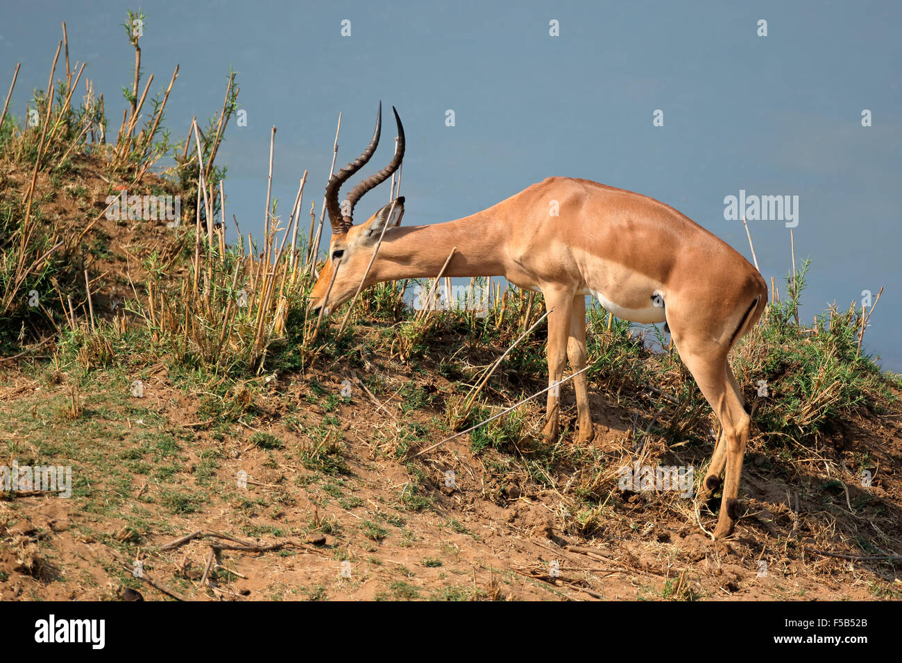 Un maschio di impala antilope (Aepyceros melampus) alimentazione, Kruger National Park, Sud Africa Foto Stock