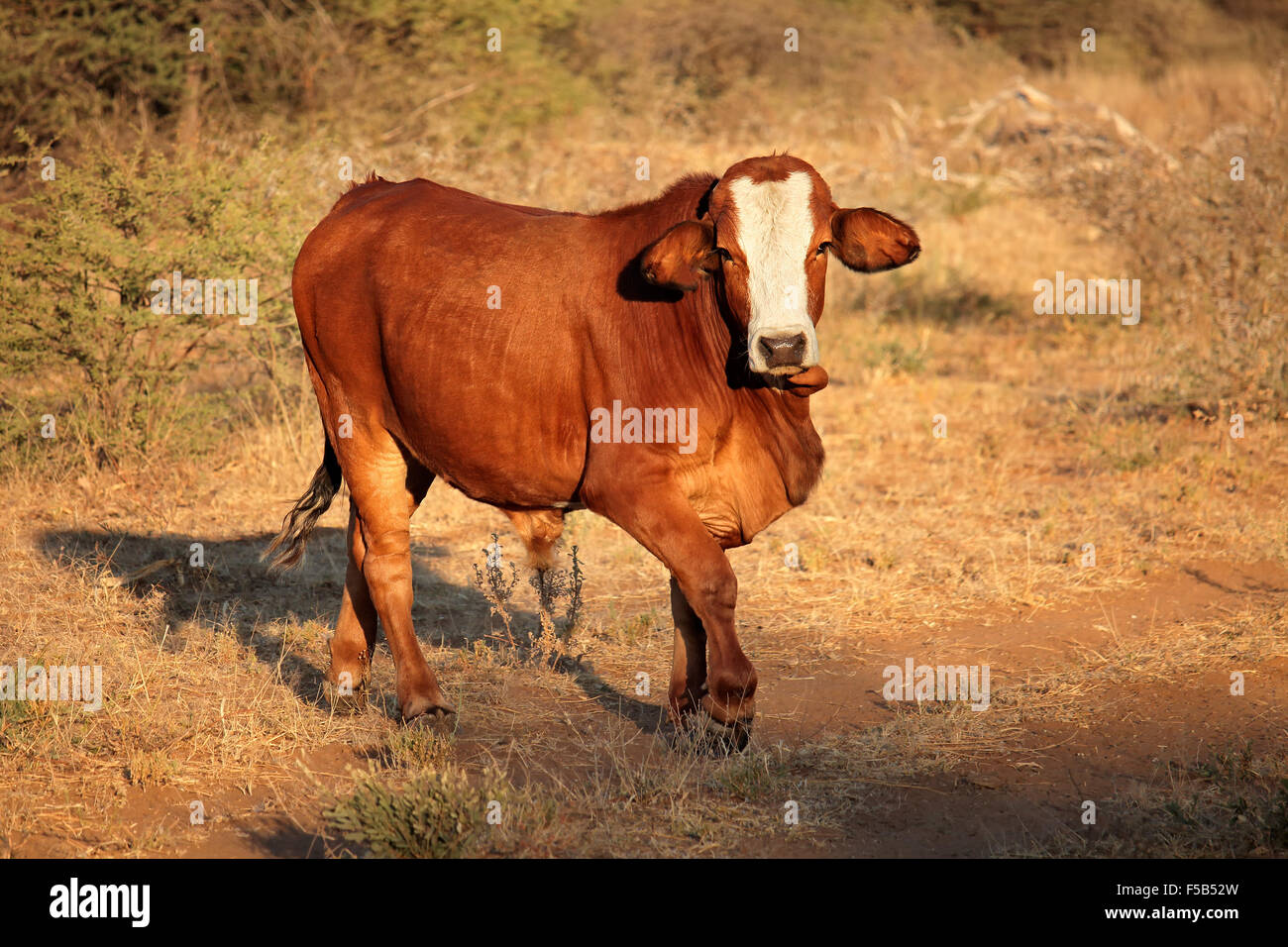 Libera compresa mucca nel tardo pomeriggio la luce Foto Stock
