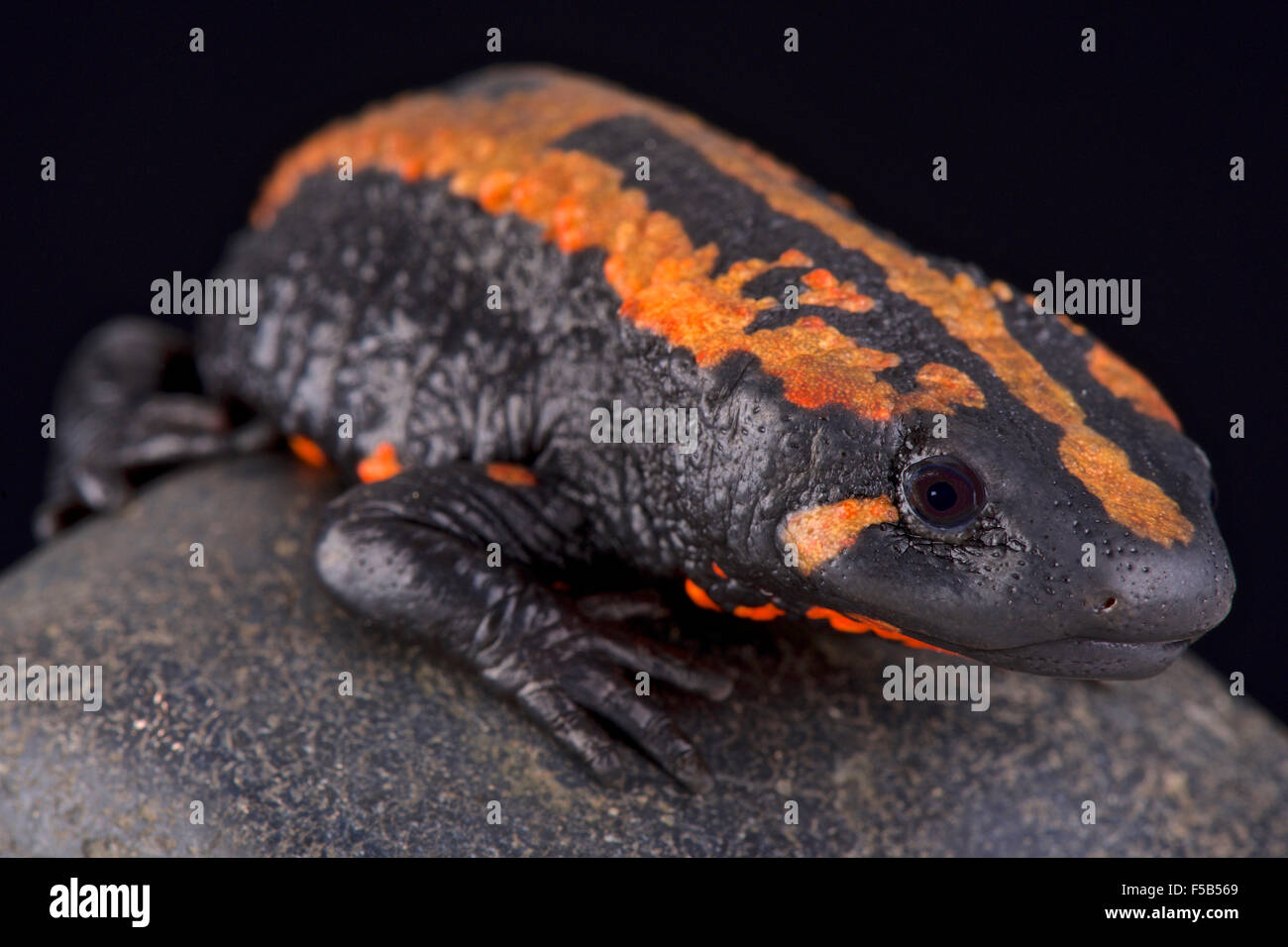 Laos presenta verrucosa newt (Laotriton laoensis) Foto Stock