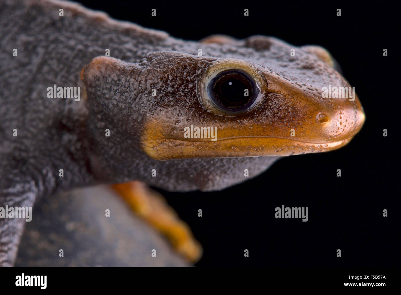 L'Himalayan newt (Tylototriton verrucosus) Foto Stock