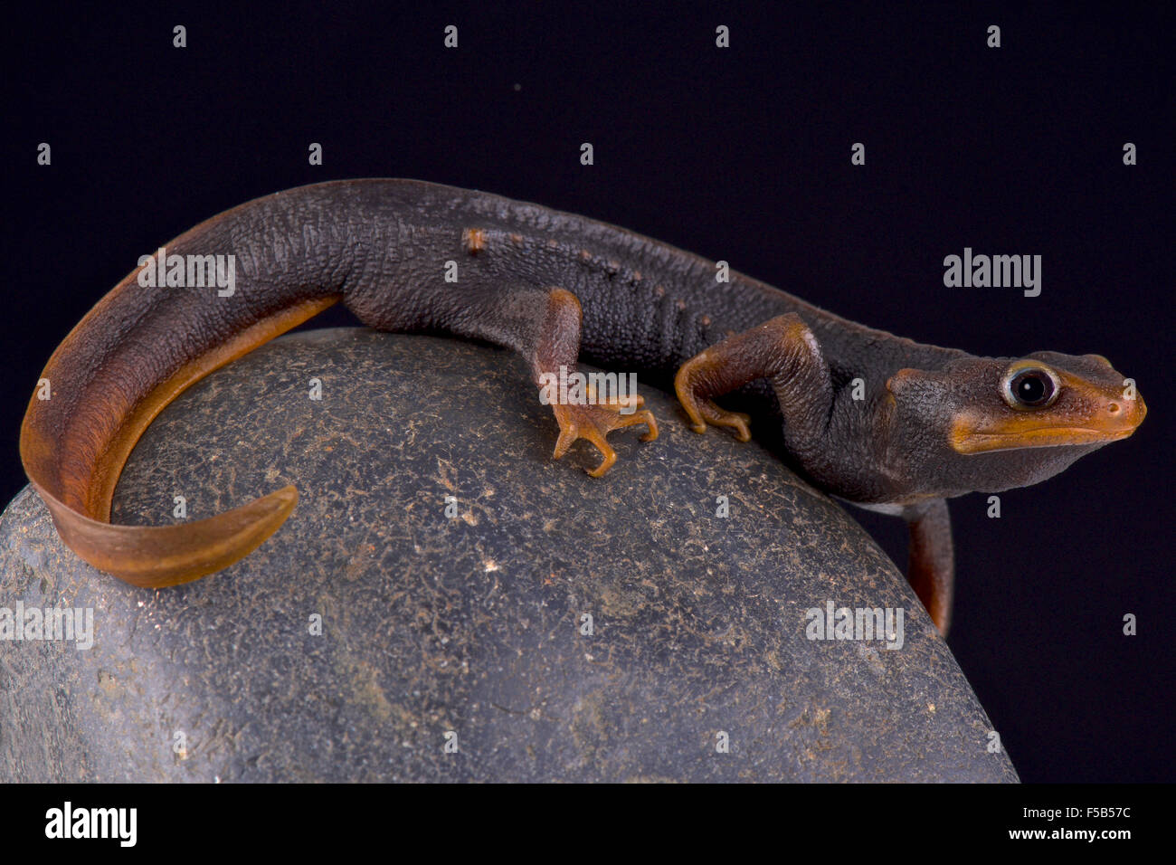 L'Himalayan newt (Tylototriton verrucosus) Foto Stock