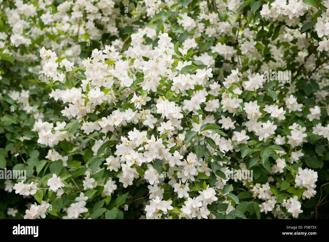 Filadelfo fiori bianchi arbusto, mock orange fioritura di piante decidue nella famiglia Hydrangeaceae, ... Foto Stock