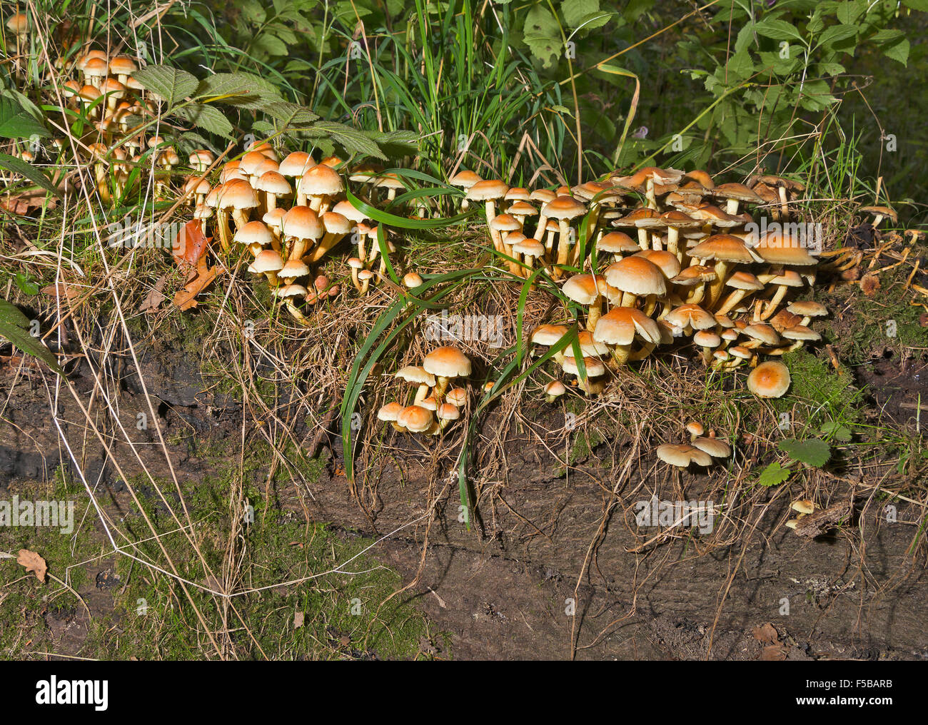 I funghi che crescono su un marciume tronco di albero in un bosco di cheshire england Foto Stock