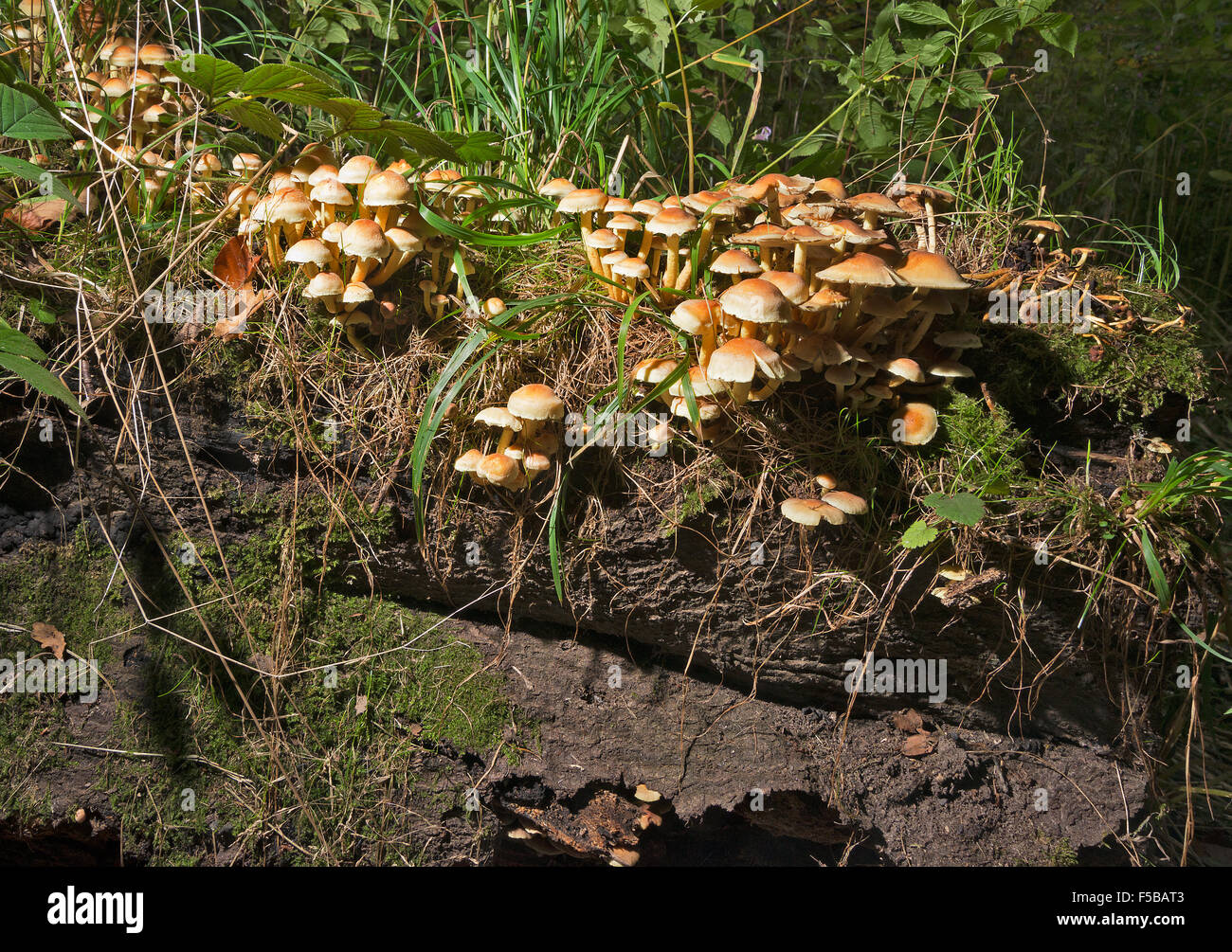 I funghi che crescono su un marciume tronco di albero in un bosco di cheshire england Foto Stock