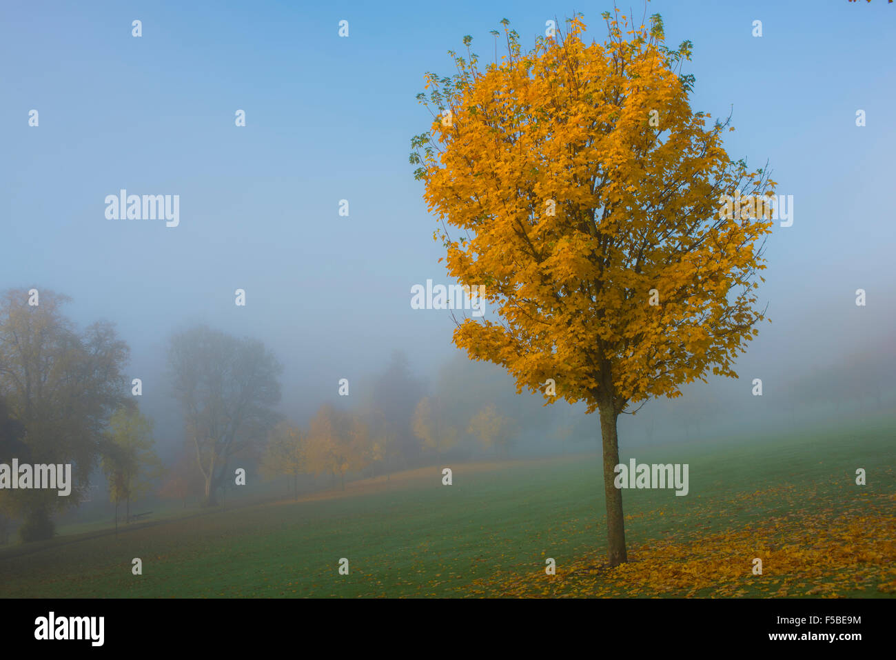 Nebbiosa mattina autunnale in Haylodge Park, Peebles, Scottish Borders Foto Stock