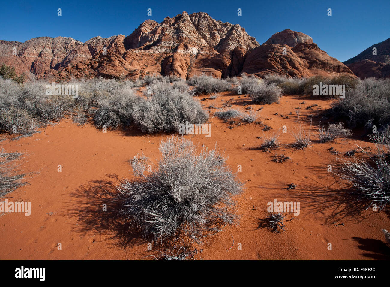 Colline di roccia e il deserto al Red cliffs National Conservation Area dove l'Altopiano del Colorado, bacino grande deserto e il Deserto Mojave si sovrappongono nei pressi di San Giorgio, Utah. Foto Stock