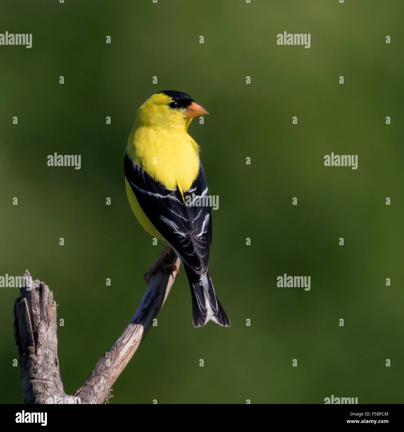 Catturato il cardellino americano nel mio giardino in Virginia come esso ha volato in tutto il mio Koi pond in cerca di cibo. Foto Stock