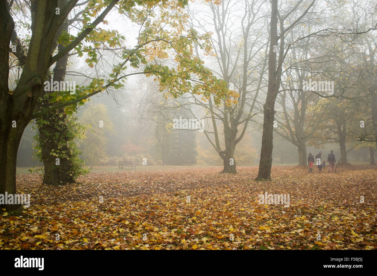 Londra, Regno Unito. 01 Nov, 2015. La nebbia meteo su Wimbledon Common London Credit: amer ghazzal/Alamy Live News Foto Stock