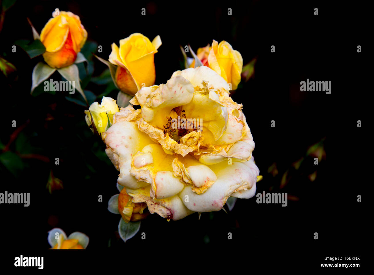Grande giallo rosed bloom, con uno sfondo nero e giallo più piccoli boccioli di rosa Foto Stock